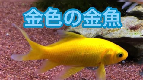 金色金魚